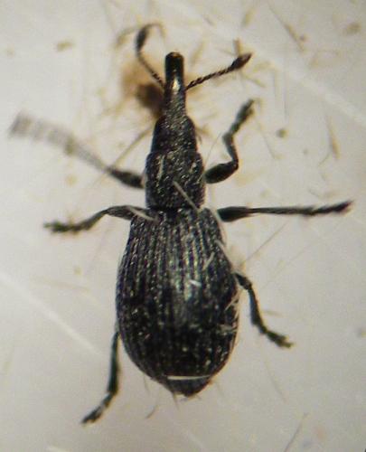 Réf. 257 192 : Perapion sp.